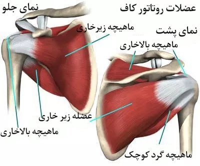 آناتومی تاندون شانه