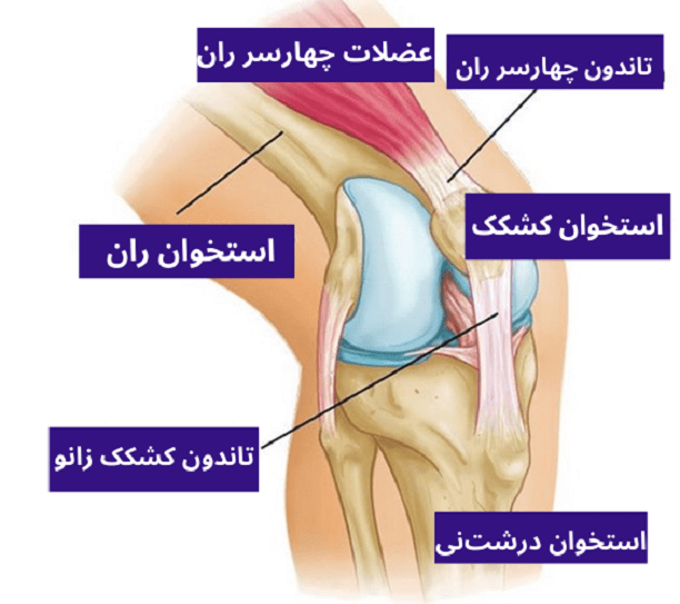 ساختار مفصل زانو